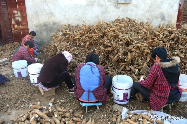 种苗不要钱送家里，农民“被迫”种植中药材，收获季节心里美了