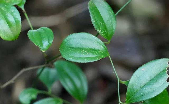 金刚藤是怎样一种植物？它和土茯苓有什么区别？了解一下不吃亏