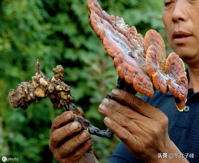 中草药种植好项目，每亩经济效益可达5万元-灵芝段木栽培技术