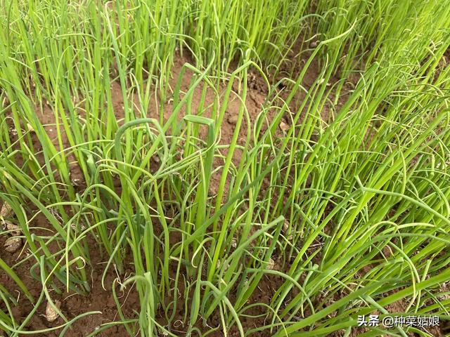 马上春季该种菜了，菠菜、香菜、小葱什么时候种，怎么种？