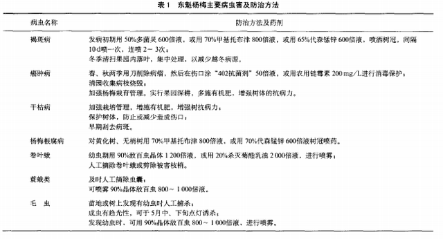 东魁杨梅栽培技术要点，掌握修剪和施肥技巧，提高东魁杨梅的产量