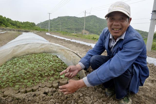 露地西瓜怎么种？老农用五句老话，传授西瓜定植5要素