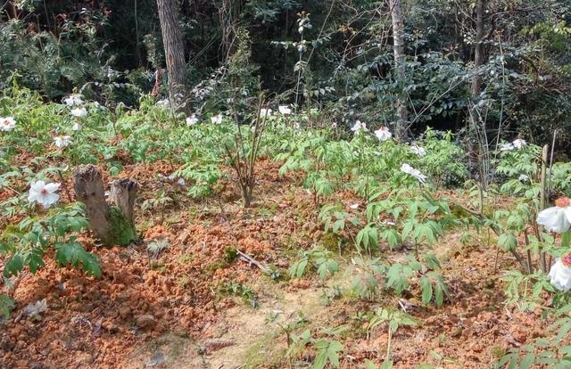 油用牡丹种植技术要点