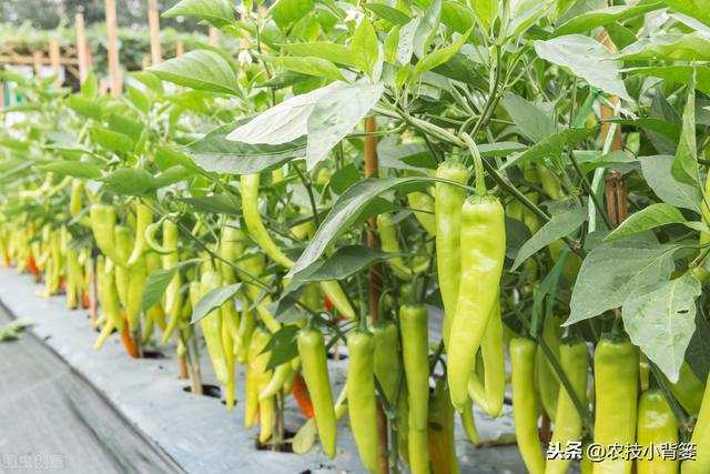 夏季种植瓜果蔬菜要做好遮阳降温防护，避免因高温生理障碍而减产