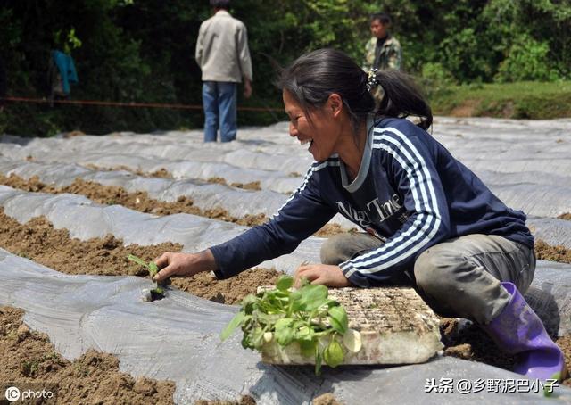 烤烟如何种植管理？才能高产，高收