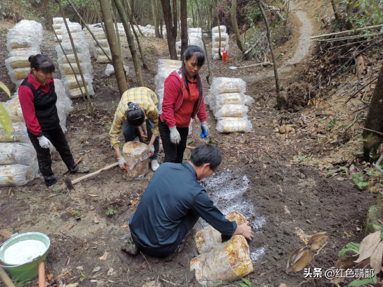 江西安远：林下种植灵芝 绿色大山变“金山”