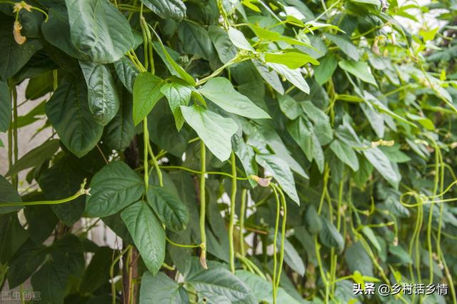 夏天这些蔬菜种植正合适，天越热长得越好，露地家庭全能种