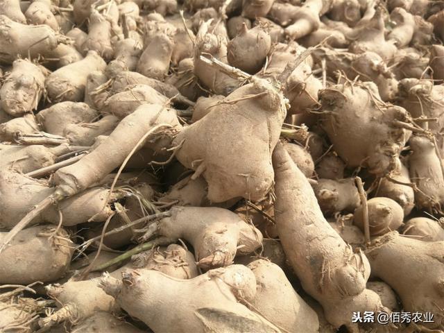 “金疙瘩”白术难管理？种植前做好3件事，后期投入减一半