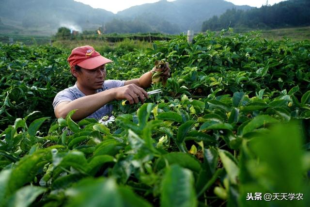 种植百香果，如果提高品质、卖个好价，主要还是靠施肥和修剪