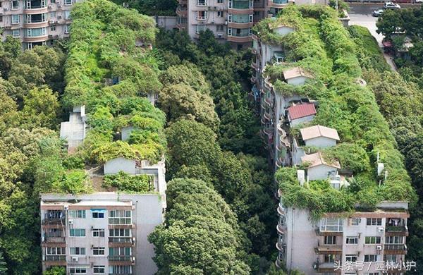 屋顶绿化种植之屋面构造9大层次