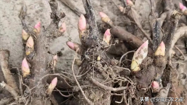 每亩效益3万，被称为中药界的花神，白芍种植到底有哪些优势