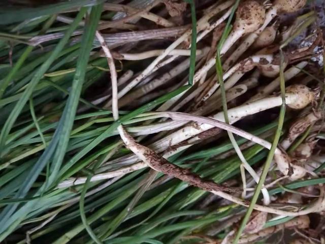 菜农土法培植野蒜，方法简单你也可学会，长出的野蒜可吃一冬春