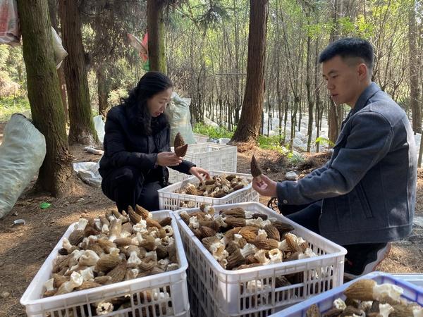 普定县后寨村：仿野生种植羊肚菌 撑起林下致富伞