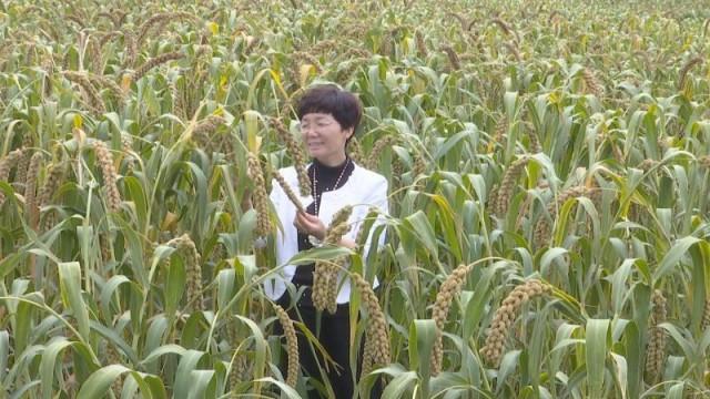 雷媛媛：富硒种植 让小米赢得大市场