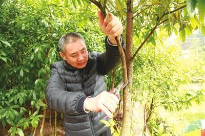 木中“贵族”金丝楠在新昌试种成功