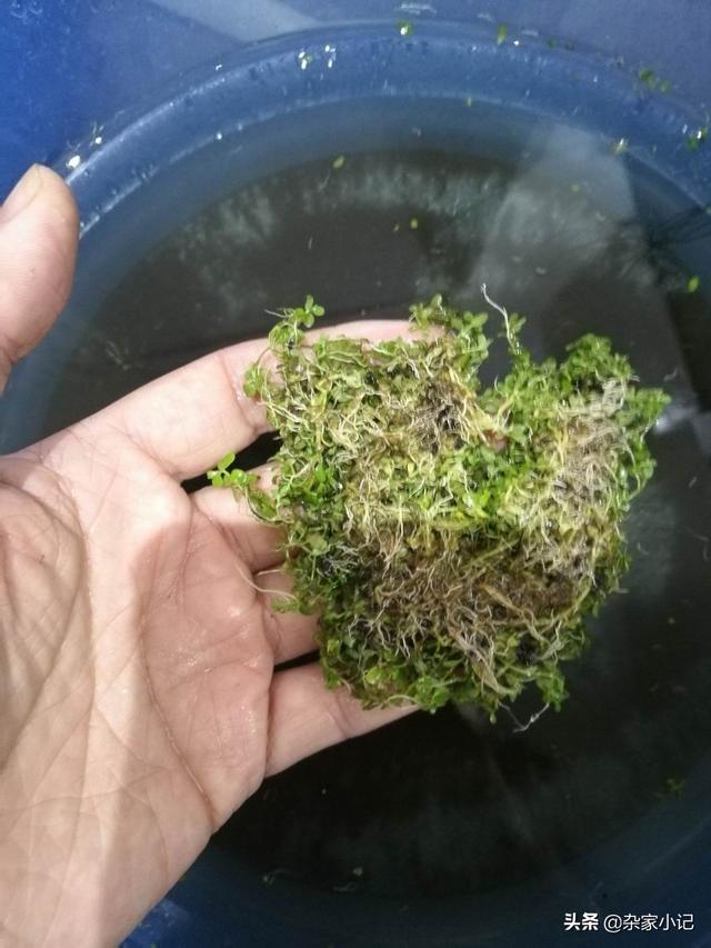 草缸种植爬地矮珍珠