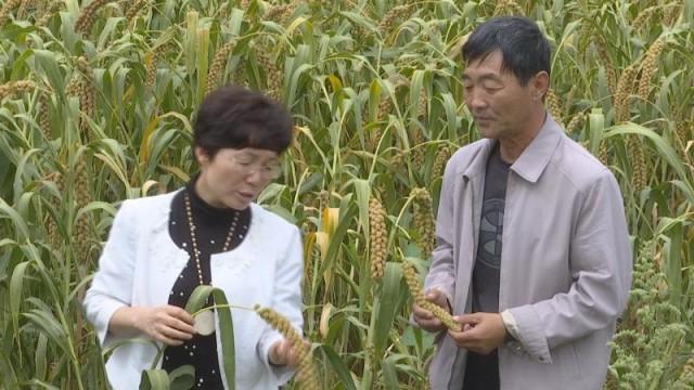 雷媛媛：富硒种植 让小米赢得大市场