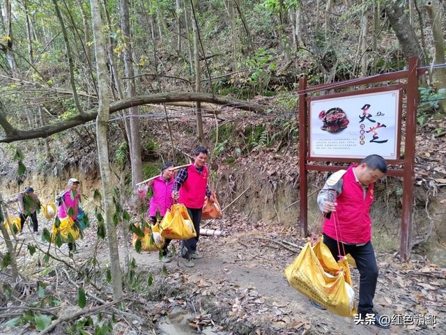 江西安远：林下种植灵芝 绿色大山变“金山”