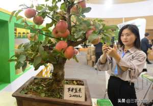 家用蔬菜种植机(苹果盆栽，一棵能卖两千块智能蔬菜种植机，室内就能种菜？)