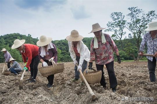 河南新县：抢天夺时，300亩阳荷姜种植忙