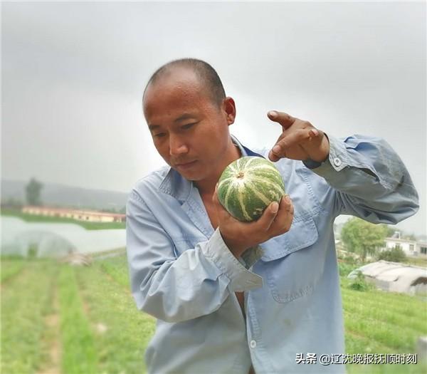 抚顺“老张头”香瓜种起来，好日子过起来