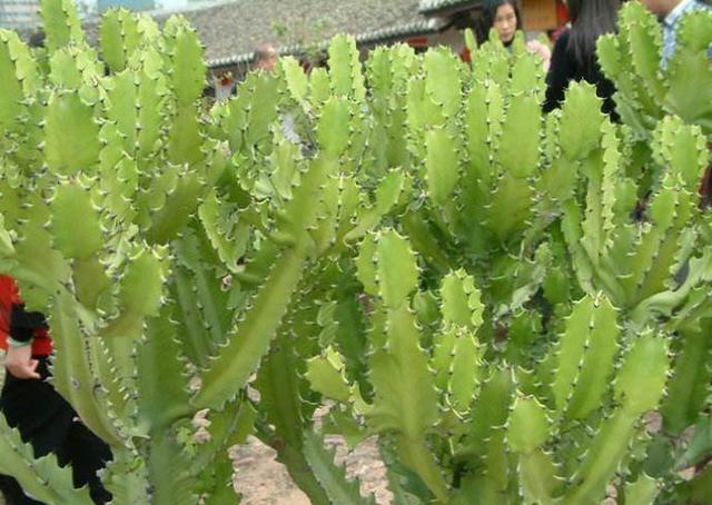 大戟科植物汇总！简单好养，成活率高！