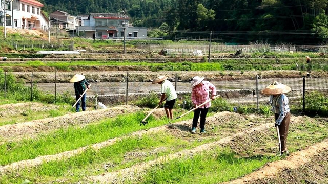 湘乡这个梅龙村：立“竹”资源 借竹生“金”！