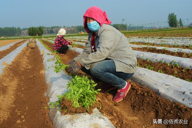 城里人羡慕农村，承包10亩地做农民，怎么做才能挣钱？