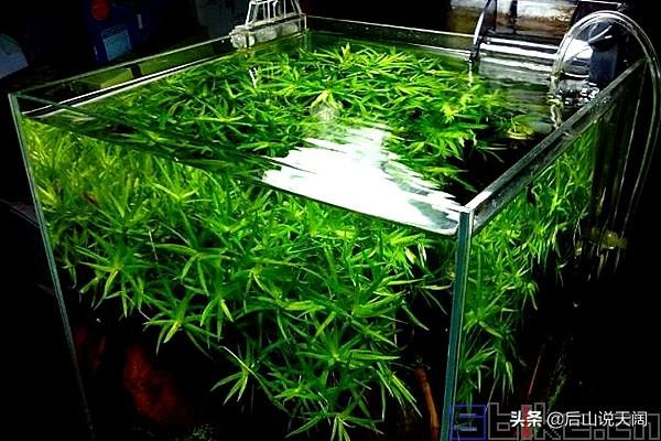 草缸中常见水草种植维护指南（14）——小竹叶