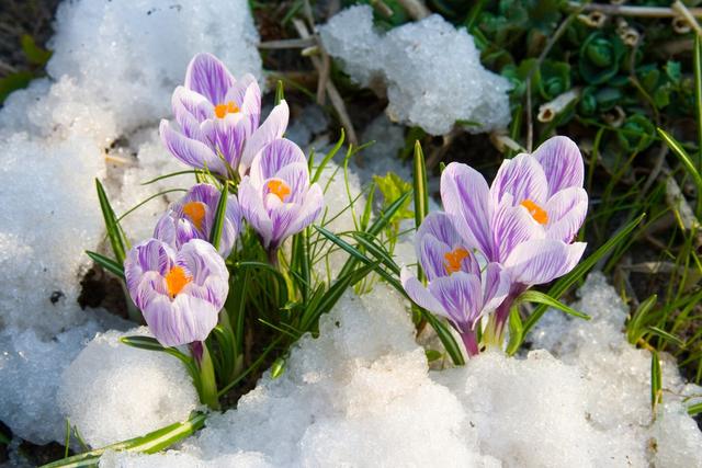 冻不死的8种花，雨雪天也开花，冬天养一盆，家里红火火