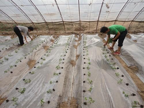 大棚种植西红柿的种植技术和管理，很全面，建议收藏