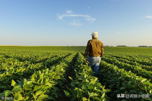 夏大豆如何种植才能提高产量和品质？这9招播种管理技巧要用好