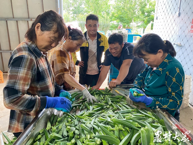 订单种植“真香”！炳灵村秋葵喜获丰收