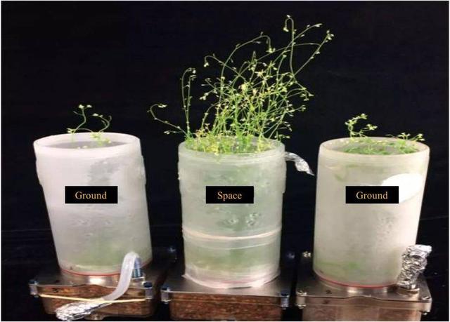 国际空间站的宇航员们是如何在太空中种植植物的？