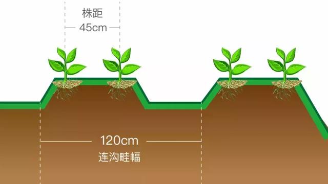 番茄不够红？现在流行“黑番茄”！教你咋种