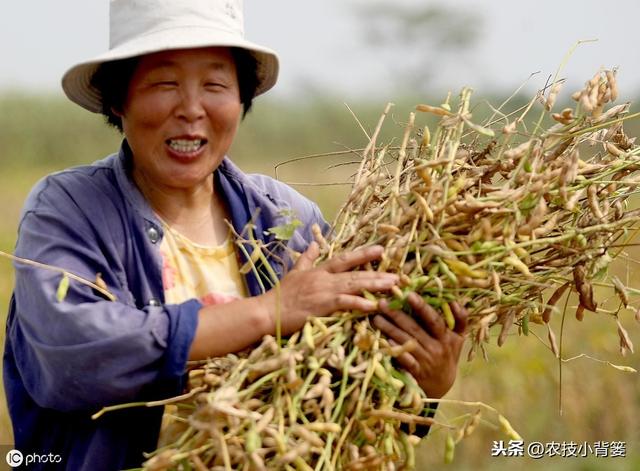 夏大豆如何种植才能提高产量和品质？这9招播种管理技巧要用好