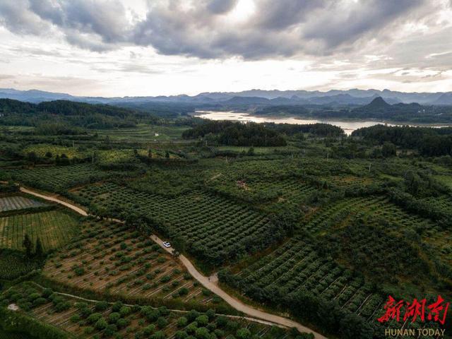 携民意 献良策｜人大代表向珍慧：打造中药材种植之乡  在大健康产业中开出“金方”