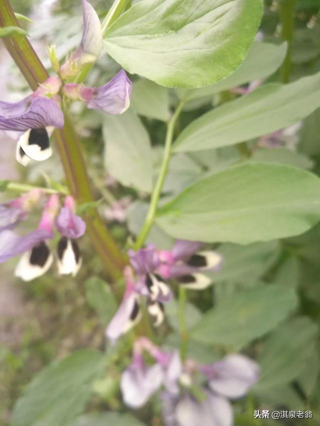 蚕豆的种植时间和技术