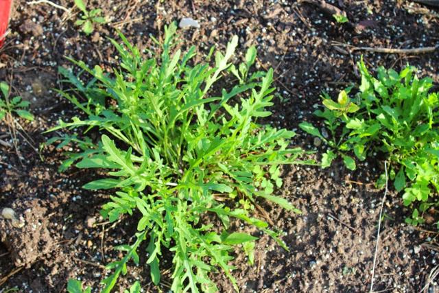 种植芝麻菜，记住这几点，才能长得旺盛