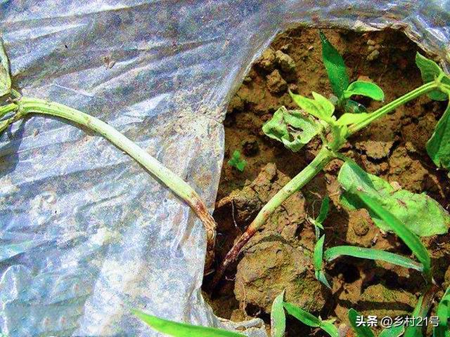 种植秋豆角的4个关键工作，切记要做好，可防苗早衰，结荚不断