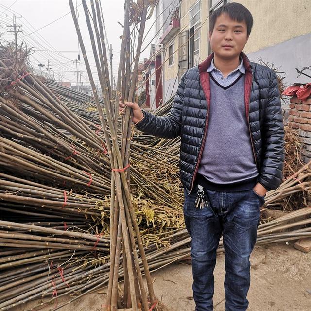 红油香椿树苗栽植一亩地多少颗？株距行距种植多少比较好