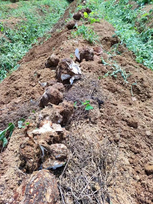 【技术】林下松茯苓种植技术措施及种植方法