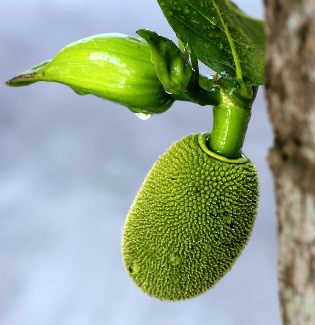 菠萝蜜不但能吃还好吃但是你知道怎样种植菠萝蜜吗？