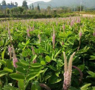 扶贫种植药材石参 安墩水美村一朝致富