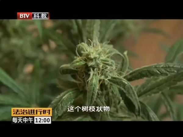 北京一录音师“自给自足”在家种大麻，民警上门清场