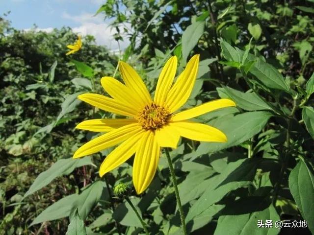 洋姜似姜非姜，是多用途的“宝藏”植物，掌握栽培技术要点获高产