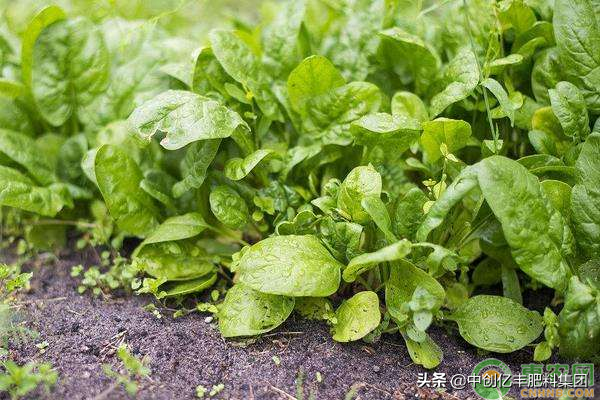 冬季露地种植菠菜技巧