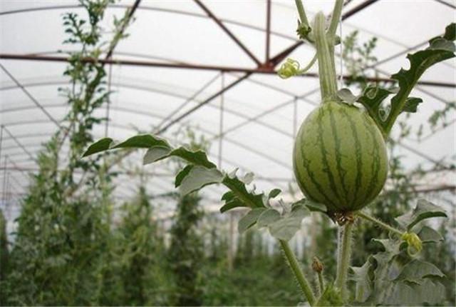 不用土就能种西瓜，西瓜的无土种植技术介绍，提质增量的好方法