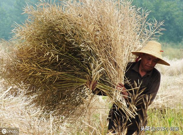 油菜种植要想长势壮、产量高、品质好，这些种植管理方法不可少！