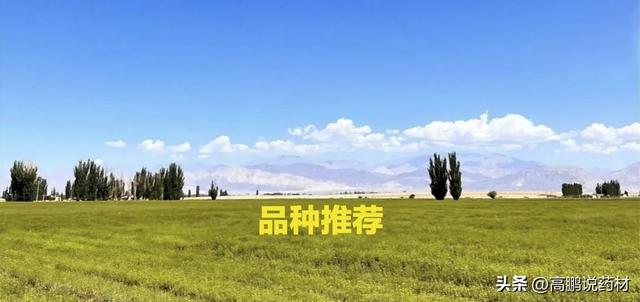 高鹏说药材：2023年种植推荐—苍术、赤芍、地丁、怀牛膝、玄参